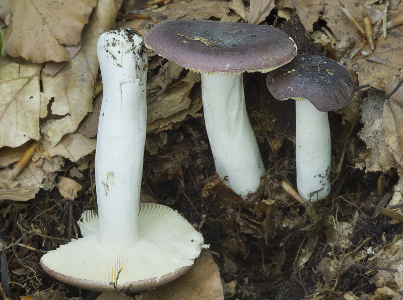 Russula turci